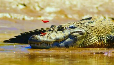 Do crocodiles feel pain?