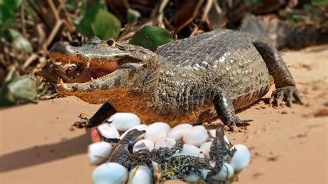 Do crocodiles lay unfertilized eggs?