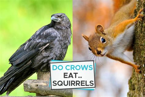 Do crows eat squirrels?