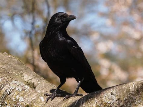Do crows have an enemy?