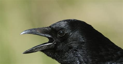 Do crows remember faces?