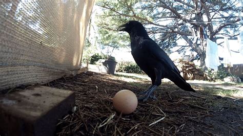 Do crows steal chicken eggs?