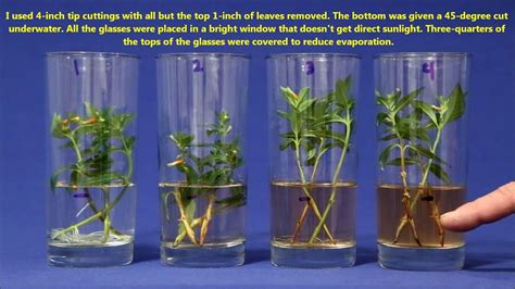Do cuttings grow better in water or soil?