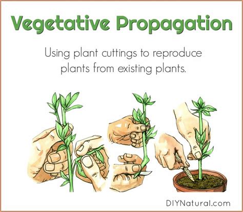 Do cuttings grow faster than seed?