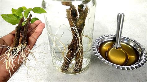 Do cuttings root faster in water or soil?