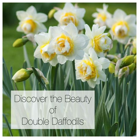 Do daffodils have 6 petals?