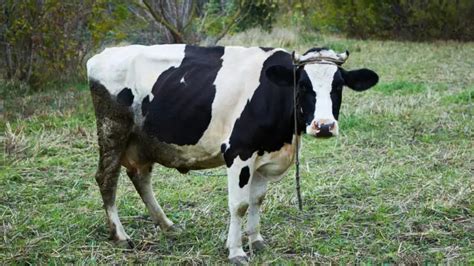 Do dairy cows have to be female?