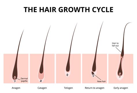 Do dates cause hair growth?