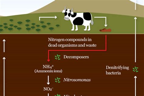 Do dead animals give off ammonia?