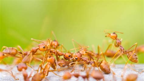 Do dead ants attract other ants?