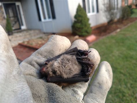 Do dead bats stink?