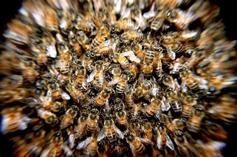 Do dead bees attract more bees?