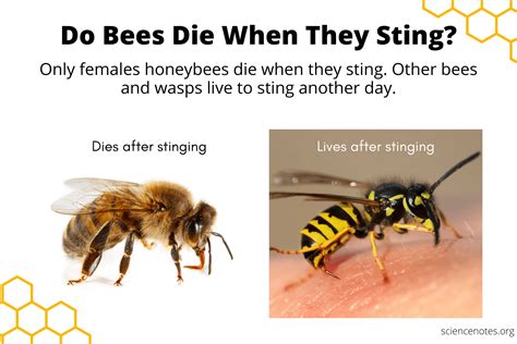 Do dead bees still have venom?