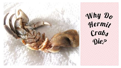 Do dead hermit crabs smell?