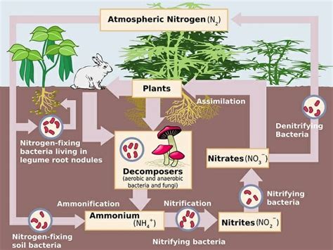 Do dead plants produce ammonia?