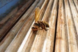 Do dead wasps attract more wasps?