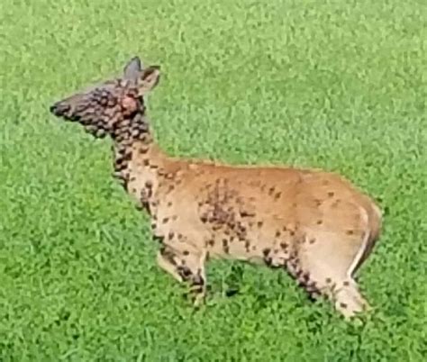 Do deer have predators in Indiana?