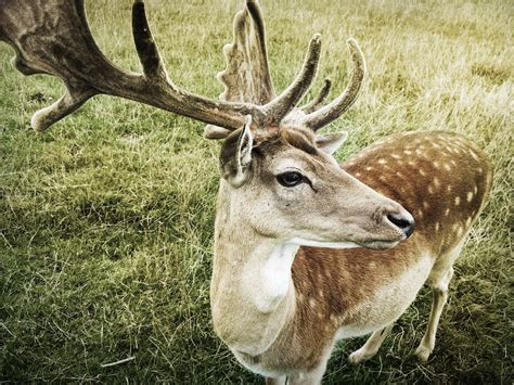 Do deer lose their antlers every year?