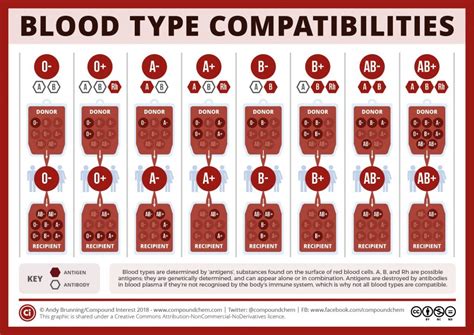 Do different blood types live longer?