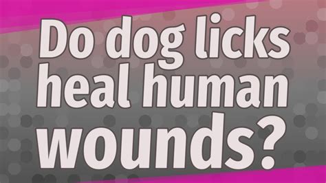 Do dog licks heal human wounds?