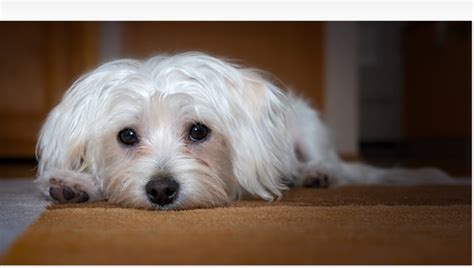 Do dogs act weird after being shaved?