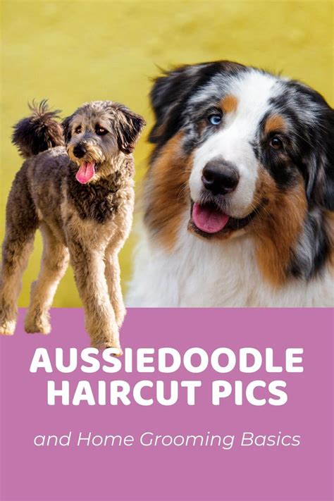 Do dogs actually need haircuts?