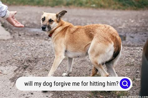 Do dogs always forgive their owners?