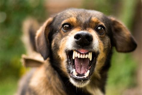 Do dogs bite after growling?