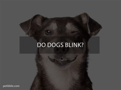 Do dogs blink to say I love you?