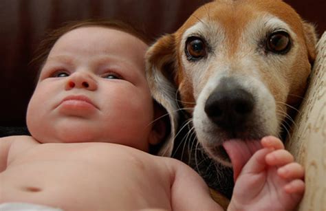 Do dogs care for human babies?