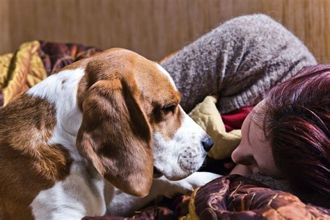 Do dogs comfort you when you cry?