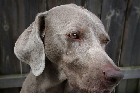 Do dogs cry pain?