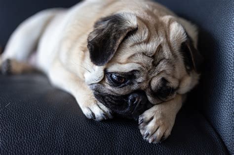 Do dogs cry when starving?