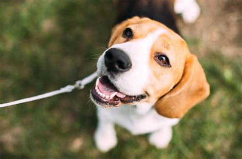 Do dogs cry when they are happy to see you?