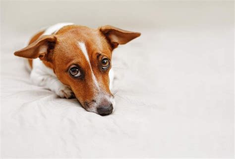 Do dogs cry when they are put down?