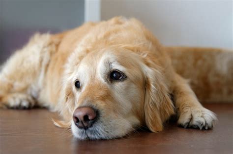 Do dogs cry when they are too hot?