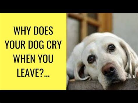 Do dogs cry when you leave?
