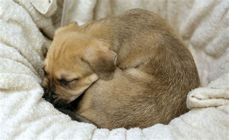 Do dogs curl up when in pain?