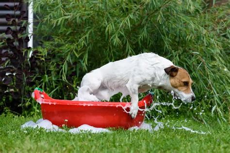 Do dogs dislike cold water?