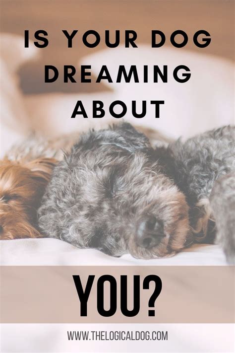 Do dogs dream about us?