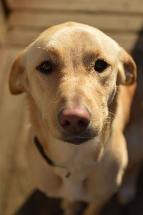 Do dogs ears go back when they are happy?