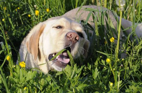 Do dogs eat grass because they don't feel good?