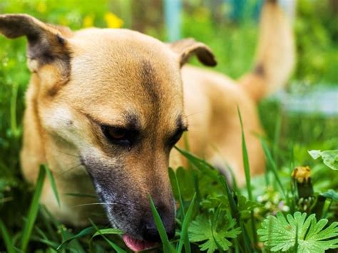 Do dogs eat grass when depressed?