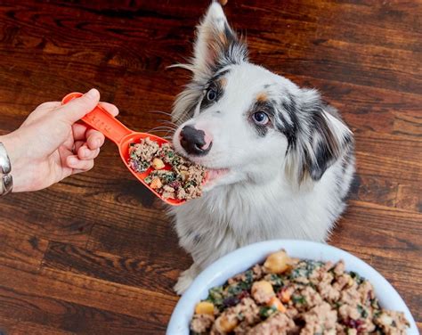 Do dogs enjoy eating?
