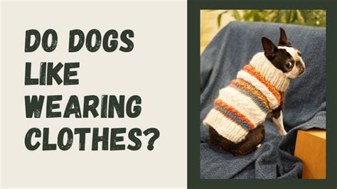 Do dogs enjoy wearing clothes?