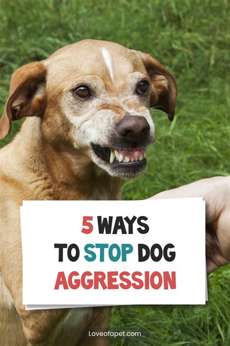Do dogs ever stop being aggressive?