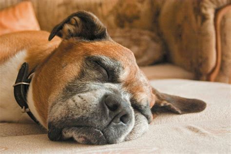 Do dogs ever truly sleep?