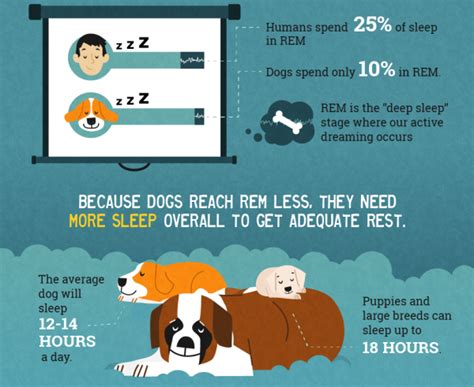 Do dogs fall asleep fast?