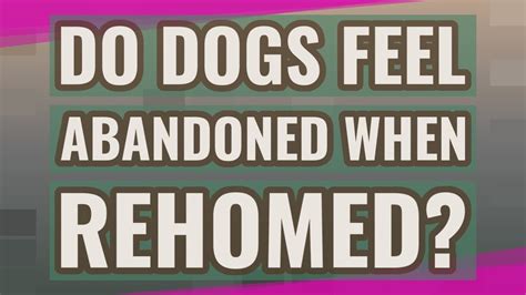 Do dogs feel abandoned when rehomed?