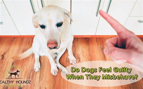 Do dogs feel bad when they do something bad?